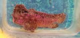 画像: 《近海産海水魚》マスダオコゼ（画像の個体です）…ハンドコート採取