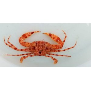 画像: 《近海産甲殻類》ガザミの仲間…ハンドコート採取