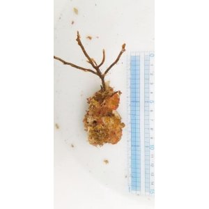 画像: 《近海産海洋生物》カキツバタ…ハンドコート採取