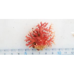 画像: 《近海産海洋生物》サンゴモドキ…生け簀育成個体