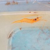 画像: 《近海産甲殻類》☆★深海産☆★オキノスジエビ（Sサイズ）…ハンドコート採取