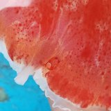 画像: 《近海産》☆★珍☆★ウミウシカクレエビ(ミカドウミウシ共生)…ハンドコート採取