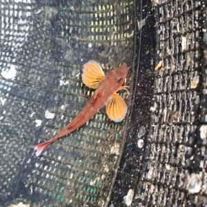 画像: 《近海産海水魚》カナガシラ（1匹）…ハンドコート採取