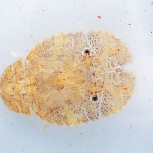 画像: 《近海産甲殻類》ゾウリエビｙｇ（画像の個体です）…当店ハンドコート採取