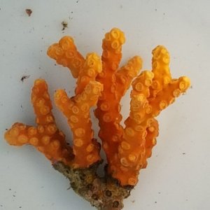 画像: 《近海産海洋生物類》☆★☆オノミチキサンゴ（2Lサイズ）…ハンドコート採取