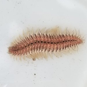 画像: 《近海産海洋生物》ウミケムシ…ハンドコート採取