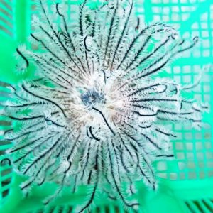 画像: 《近海産海洋生物》ウミシダの仲間…ハンドコート採取