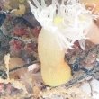 画像5: 《近海産海洋生物》カワリギンチャク（1匹）…ハンドコート採取