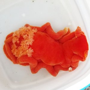 画像: 《近海産甲殻類》☆★ミカドウミウシ…ハンドコート採取（Lサイズ梱包）