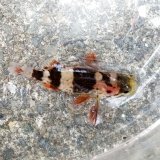 画像: 《近海産》ムラソイ幼魚（レアサイズ）…当店ハンドコート採取