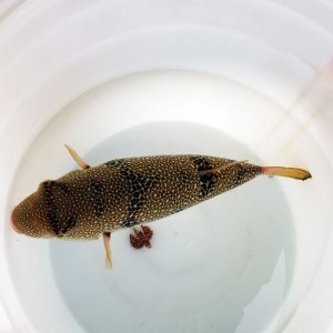 画像: 《近海産海水魚》ショウサイフグ（Lサイズ）‥ハンドコート採取