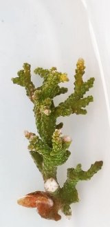 画像: 《近海産海洋生物》ミドリイシ（スーパーグリーン）