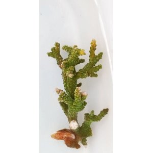 画像: 《近海産海洋生物》ミドリイシ（スーパーグリーン）