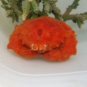 画像: 《近海産甲殻類》カイカムリ（Sサイズ）…ハンドコート採取