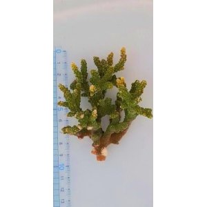 画像: 《近海産海洋生物》ミドリイシ（スーパーグリーン）