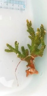 画像: 《近海産海洋生物》ミドリイシ（スーパーグリーン）