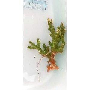 画像: 《近海産海洋生物》ミドリイシ（スーパーグリーン）
