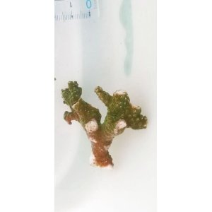 画像: 《近海産海洋生物》ミドリイシ（スーパーグリーン）