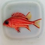 画像: 《近海産海水魚》アヤメエビス(SMサイズ)