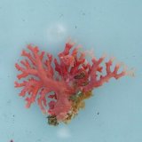 画像: 《近海産海洋生物》サンゴモドキ（画像の個体です）…ハンドコート採取