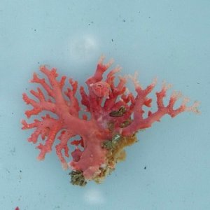 画像: 《近海産海洋生物》サンゴモドキ（画像の個体です）…ハンドコート採取