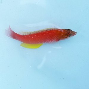 画像: 《近海産海水魚》ホシササノハベラ幼魚…当店ハンドコート採取