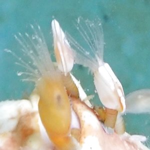 画像: 《近海産深海生物》ヒメエボシの3個セット