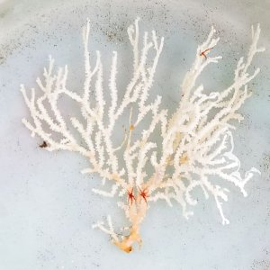 画像: 《近海産海洋生物》イソバナモドキ(珍色)…ハンドコート採取