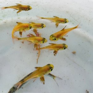 画像: 《近海産海水魚》ツマグロハタンポ幼魚の2匹セット…当店ハンドコート採取