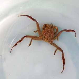 画像: 《近海産甲殻類》キメンガニ（甲幅フリー個体）