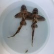画像6: 《近海産海水魚》ネコザメ（SSサイズ）1匹…ハンドコート採取