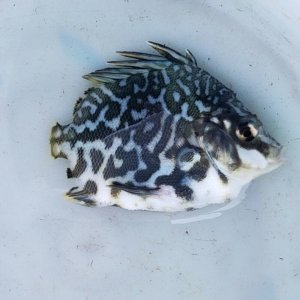 画像: 《近海産海水魚》【珍サイズ】ツボダイ幼魚（ブルー系体色）７…ハンドコート採取（画像の個体です）