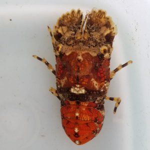 画像: 《近海産甲殻類》キタンヒメセミエビ(画像の個体です)…ハンドコート採取
