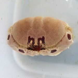画像: 《近海産甲殻類》メガネカラッパ(Lサイズ)…ハンドコート採取