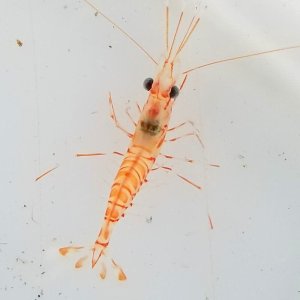 画像: 《近海産甲殻類》【珍】深海性エビの仲間（1匹）…ハンドコート採取（未同定）