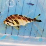 画像: 《近海産海水魚》ミギマキの幼魚☆★激レアサイズ☆★…当店ハンドコート採取