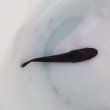 画像3: 《近海産海水魚》コバンザメ幼魚（クロコバン）…ハンドコート採取