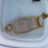 画像: 《近海産深海魚》ナヌカザメの卵(ベビー確認)