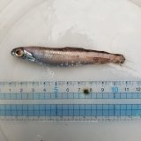 画像: 《近海産深海魚冷凍個体》ソコイワシ？…画像の個体です