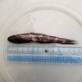 画像: 《近海産深海魚冷凍個体》ハダカイワシ科の1種(ミカドハダカ？)…画像の個体です