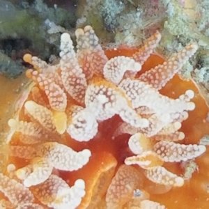 画像: 《近海産海洋生物》タコアシサンゴの仲間（ニイノタコアシサンゴ）1…ハンドコート採取