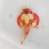 画像: 《近海産海水魚》ヒメサツマカサゴ（画像の美個体です）…ハンドコート採取
