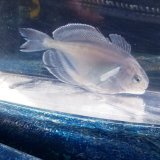 画像: 《近海産海水魚》ハナビラウオ幼魚…ハンドコート採取