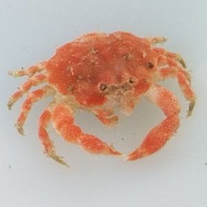 画像: 《近海産甲殻類》☆★初入荷★☆カニの1種(種未同定)…ハンドコート採取