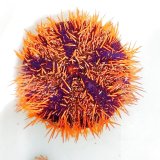 画像: 《近海産海洋生物》シラヒゲウニ（オレンジ系）…ハンドコート採取