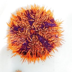 画像: 《近海産海洋生物》シラヒゲウニ（オレンジ系）…ハンドコート採取
