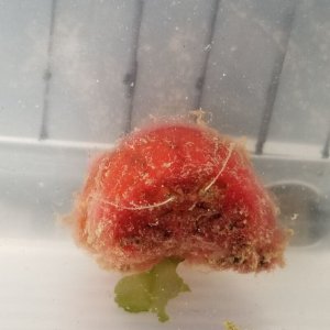 画像: 《近海産甲殻類》オウギガニ科の1種…ハンドコート採取
