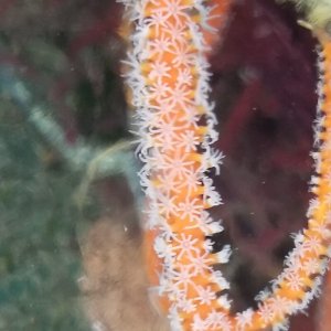 画像: 《近海産海洋生物》ムチヤギ…ハンドコート採取