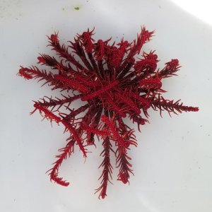 画像: 《近海産海洋生物》ウミシダの仲間（レッド）…ハンドコート採取