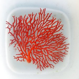 画像: 《近海産海洋生物》イソバナモドキ（画像の個体です）…ハンドコート採取